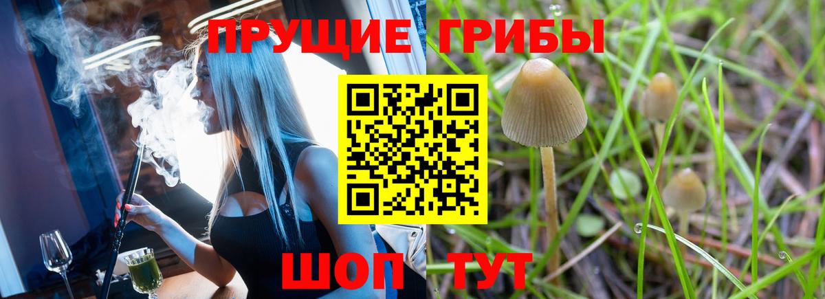 Псилоцибиновые грибы GOLDEN TEACHER Гай
